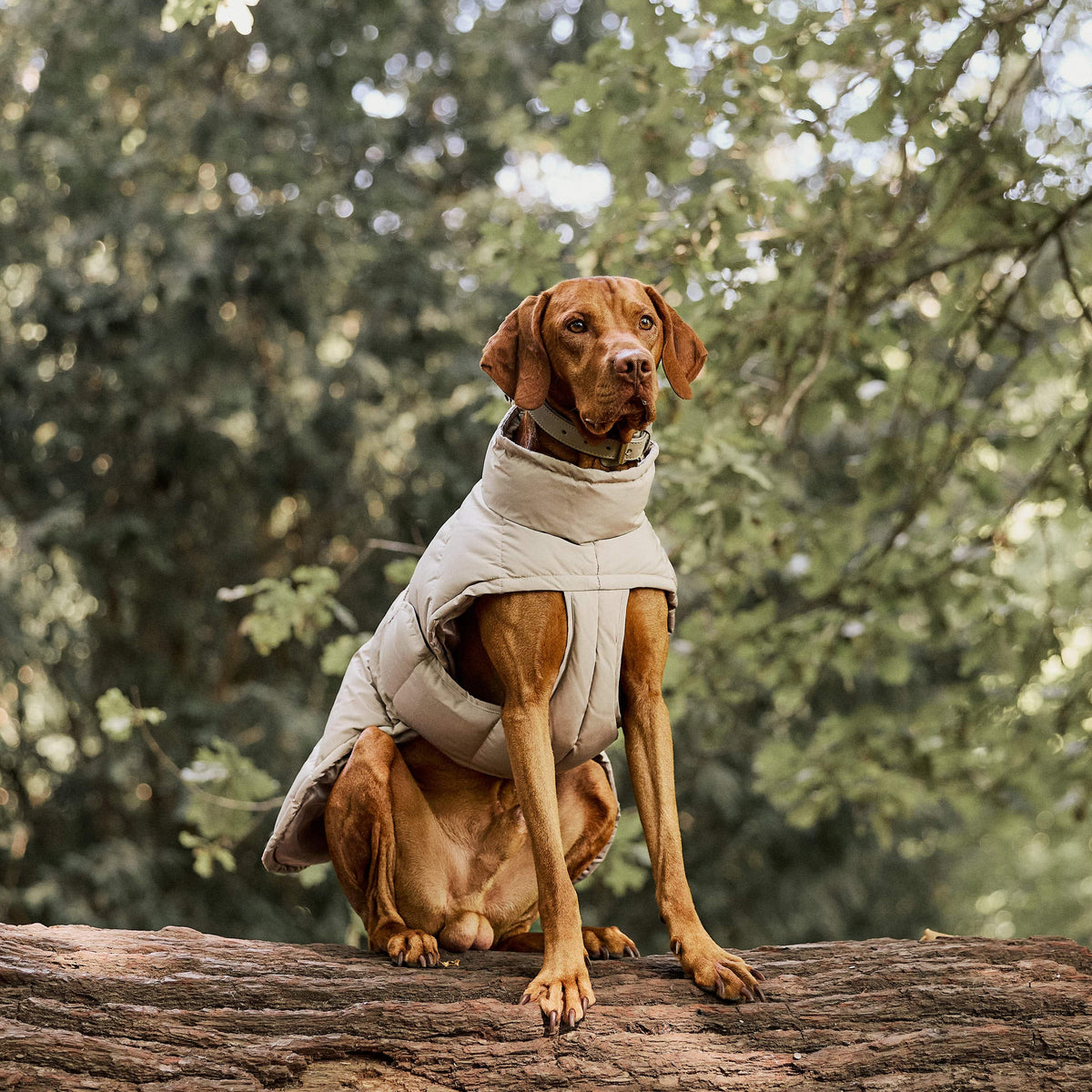 William Walker Warm winter dog coat Alpine Sand / 1