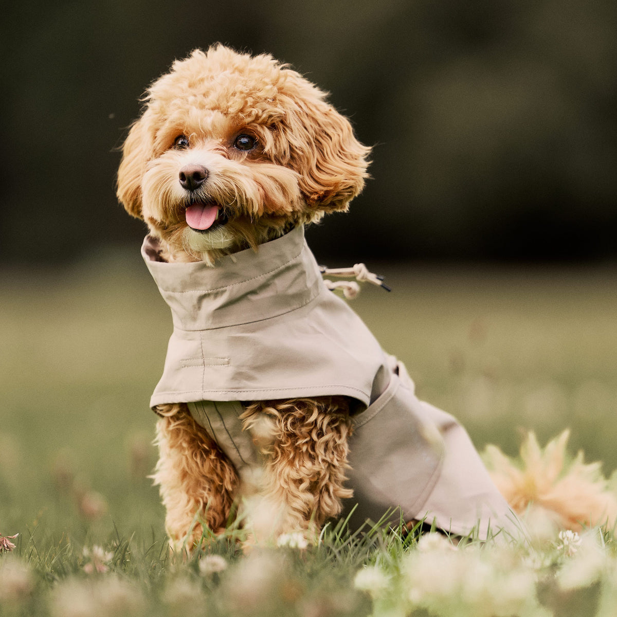 William Walker Waterproof dog raincoat Harbour