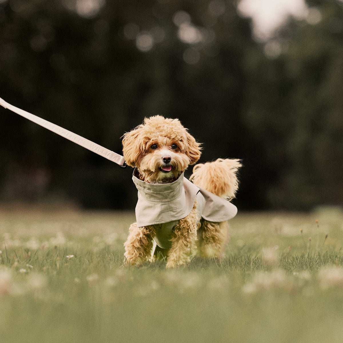 William Walker Waterproof dog raincoat Harbour