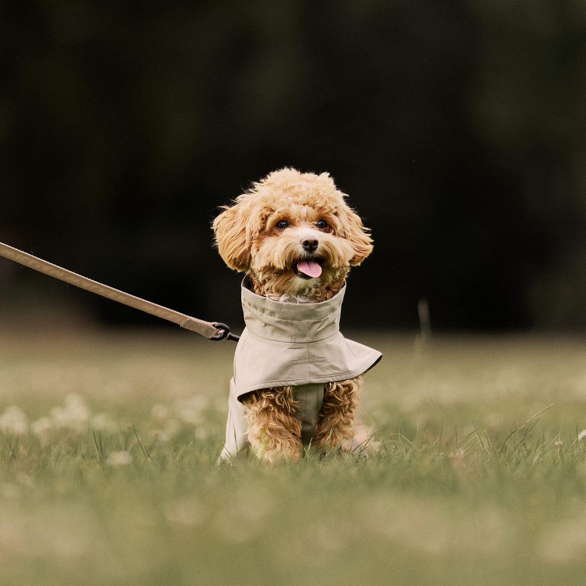William Walker Waterproof dog raincoat Harbour