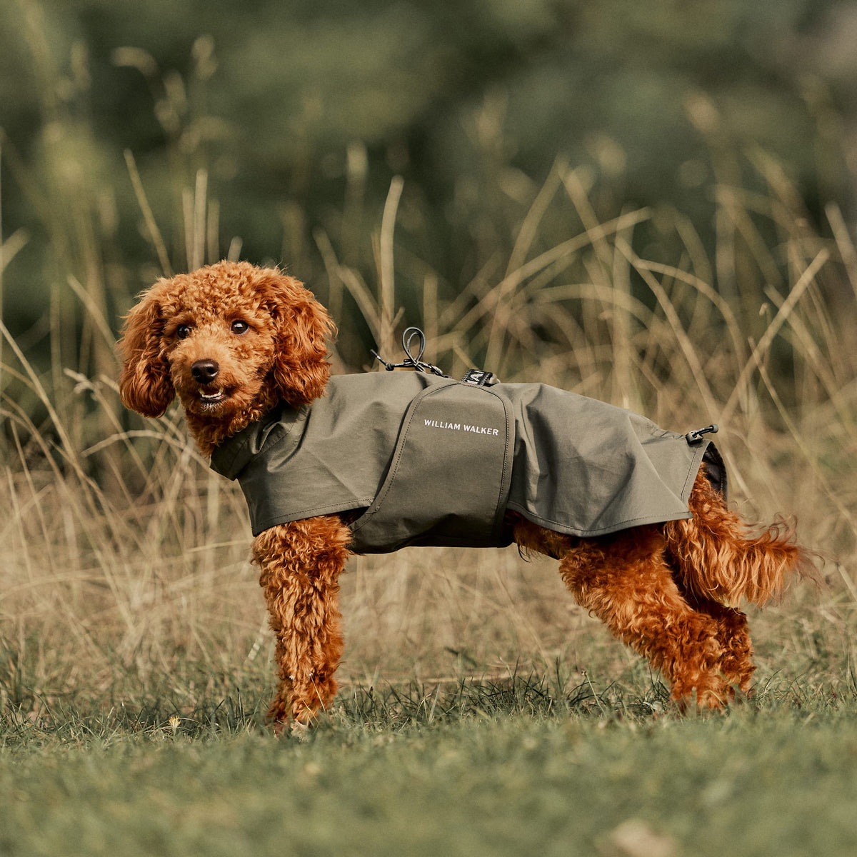 William Walker Waterproof dog raincoat Harbour