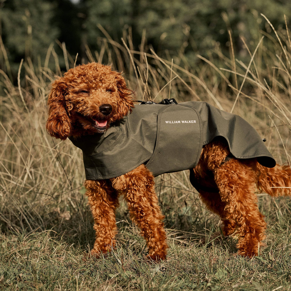 William Walker Waterproof dog raincoat Harbour