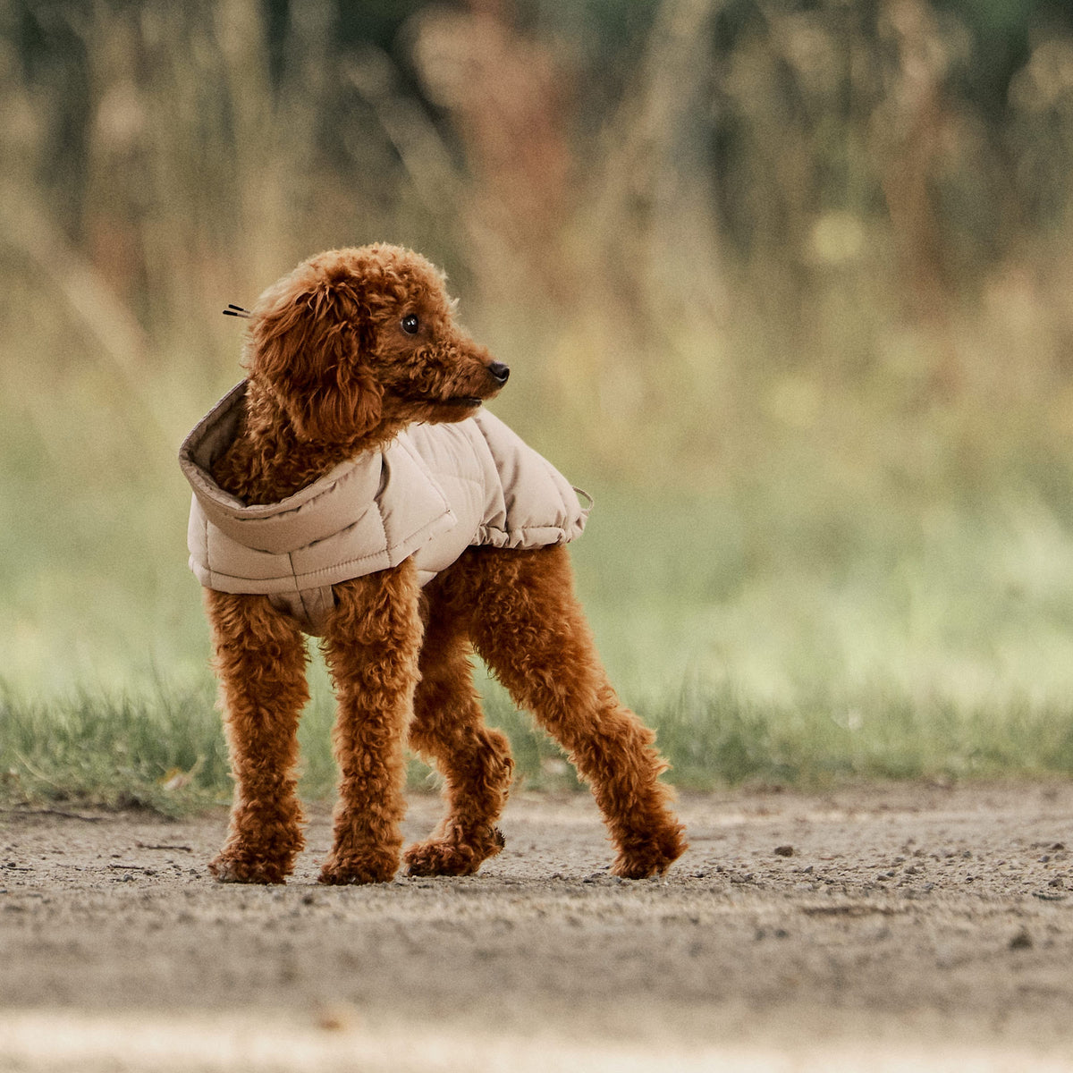 William Walker Warm winter dog coat Alpine