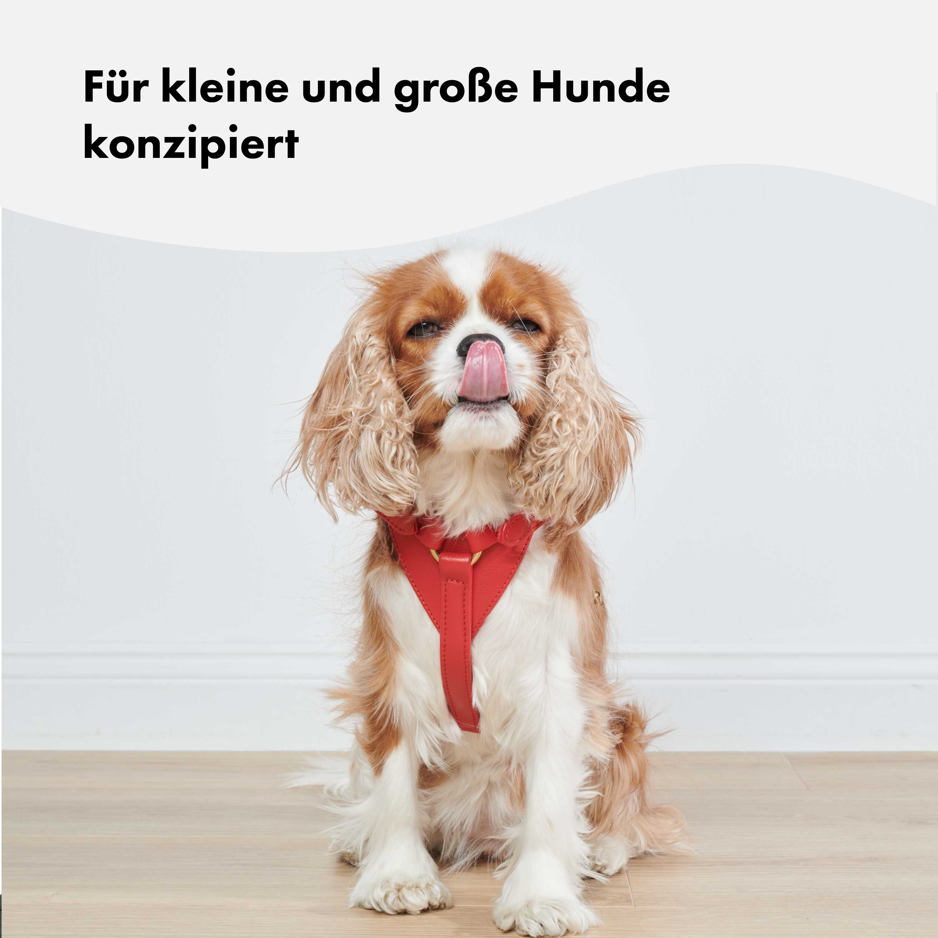 William Walker Leder-Hundegeschirr Chili