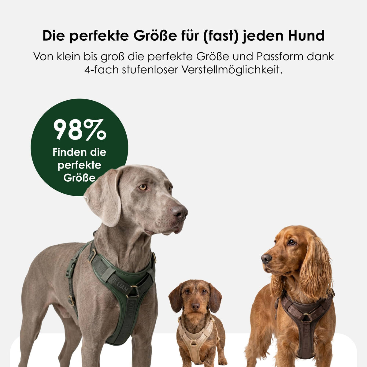William Walker Hochwertiges Leder Y-Hundegeschirr Plain