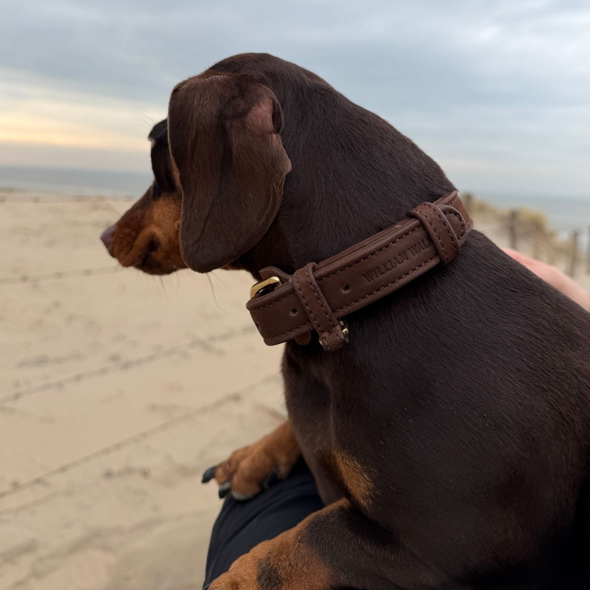 William Walker Hundehalsband aus wasserfestem Nubukleder