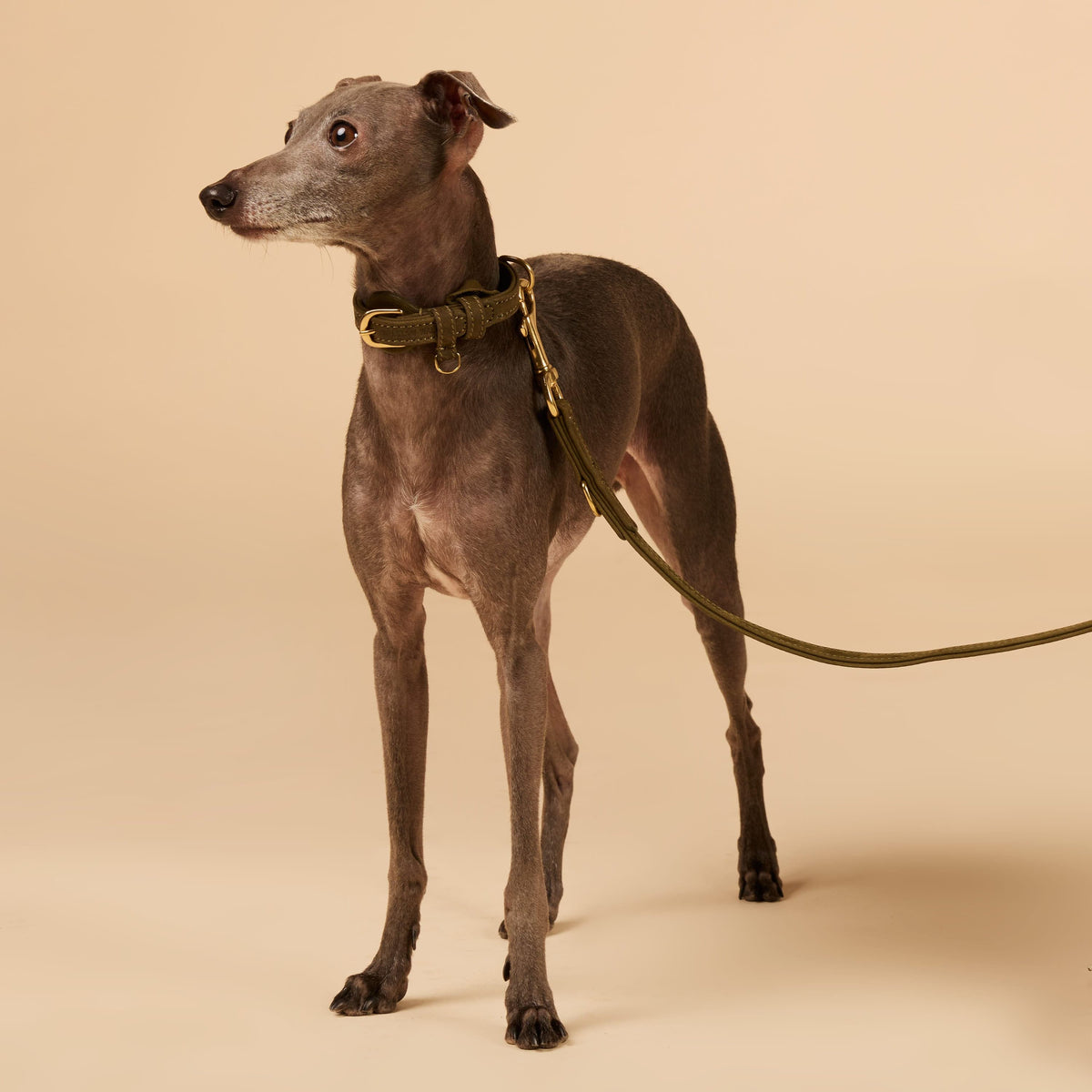 William Walker Correa para perros de cuero nubuck resistente al agua ajustable sin manos Pistachio (verde) / Standard (S-XXL)