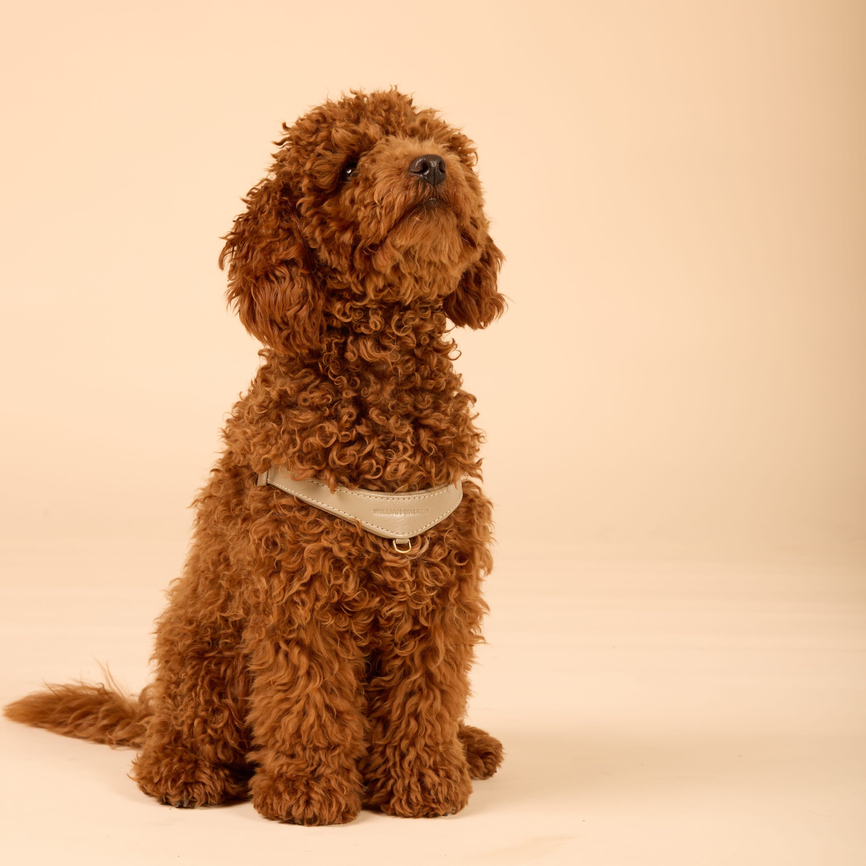 William Walker Step-In Leder Geschirr Pico für kleine Hunde