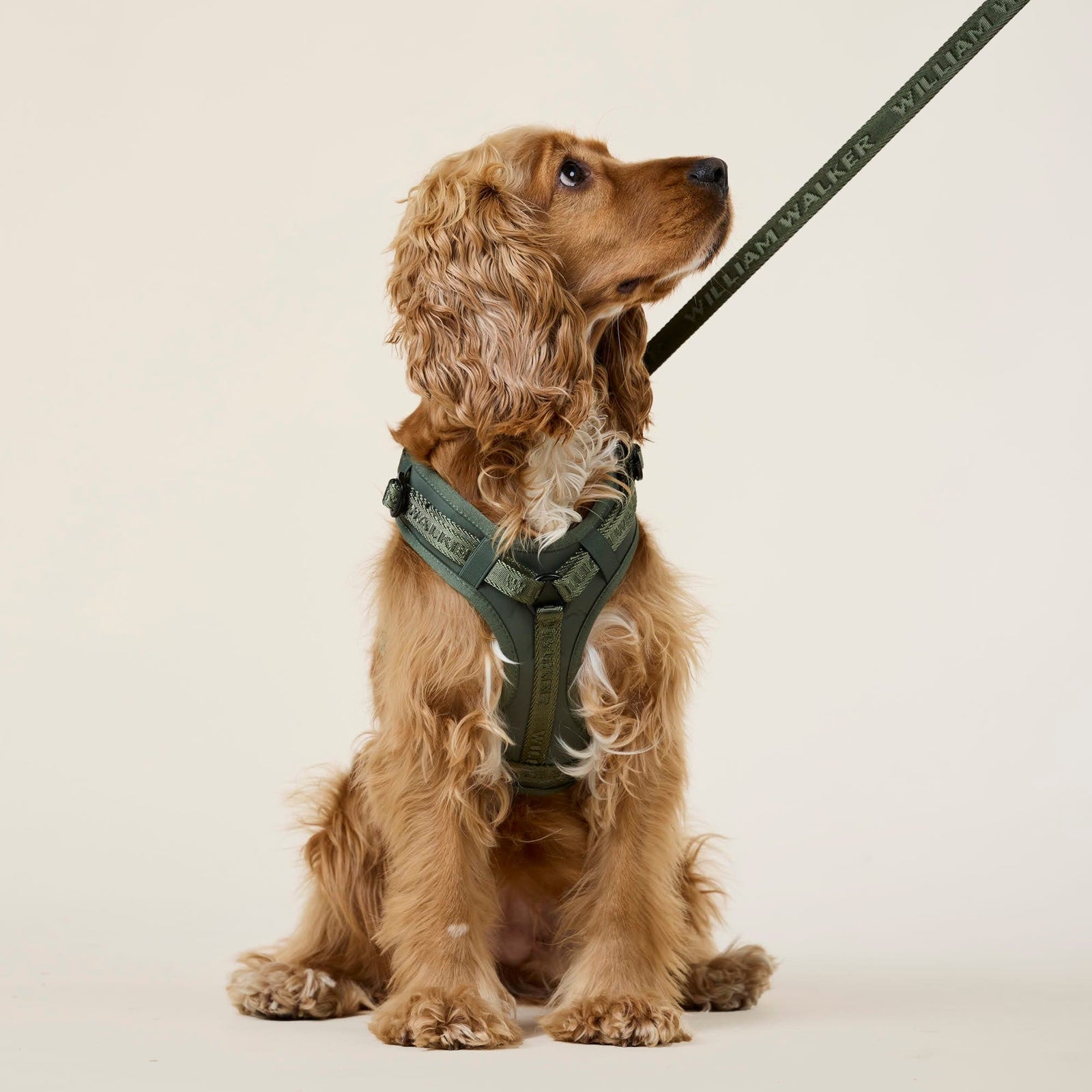 William Walker Jacquard Nylon Hundeleine Forest (grün)