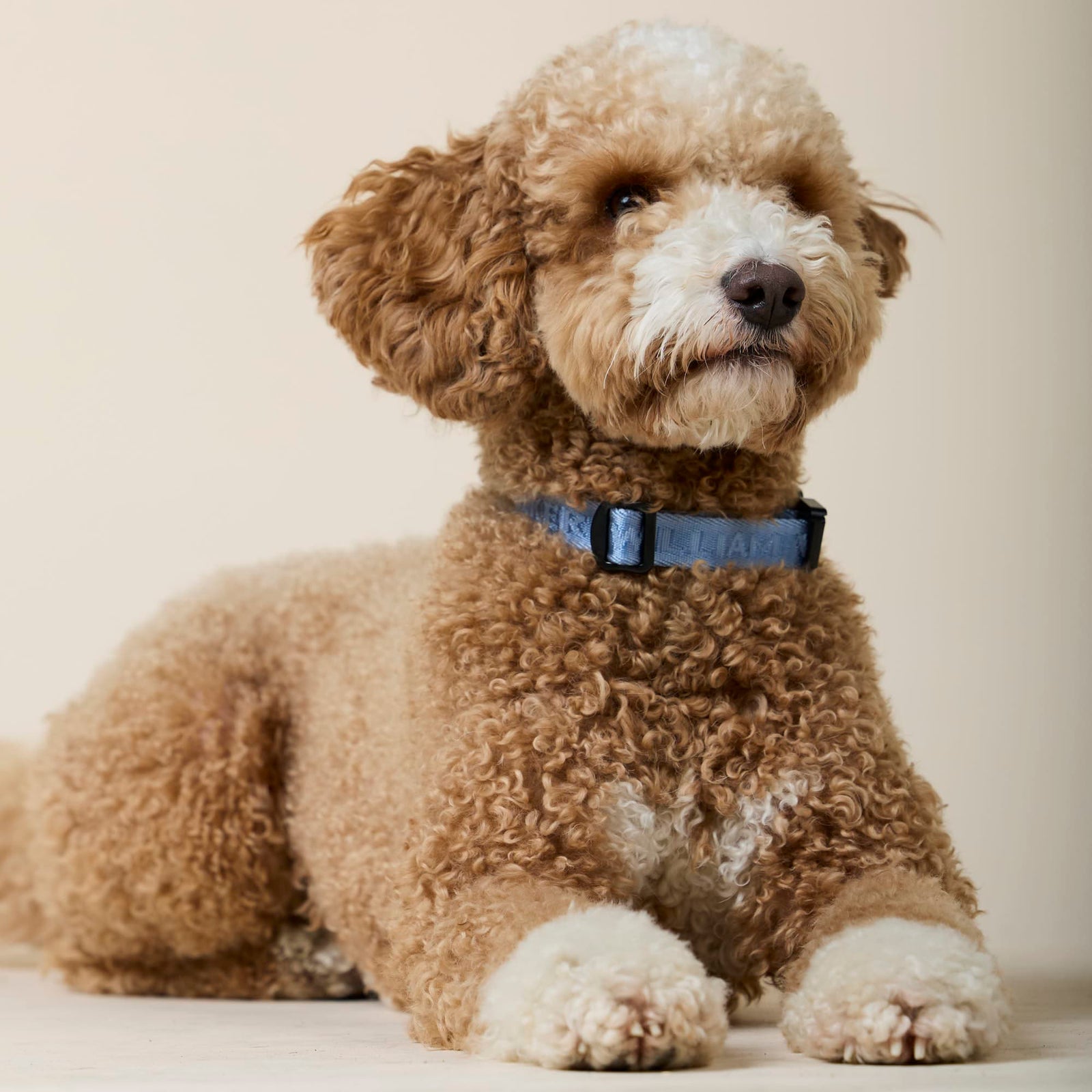 William Walker Jacquard Nylon Hundehalsband Sky (blau)