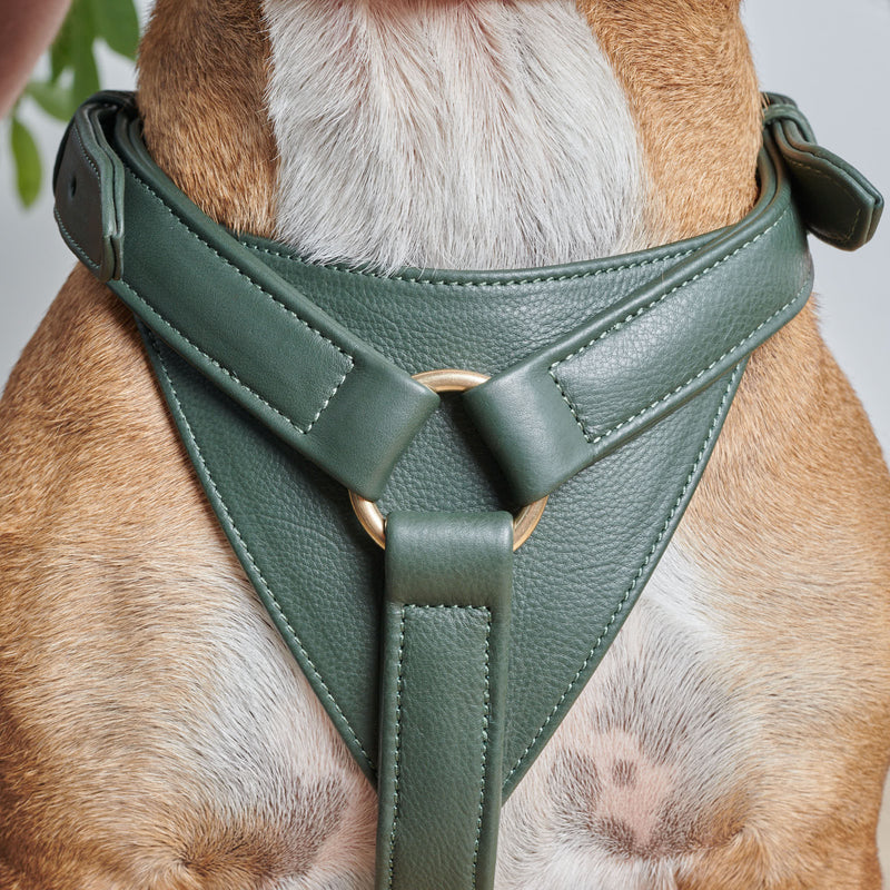 Grünes Ledergeschirr für Hunde - Hochwertiges, strapazierfähiges Hundegeschirr aus echtem Leder in lebendigem Grün