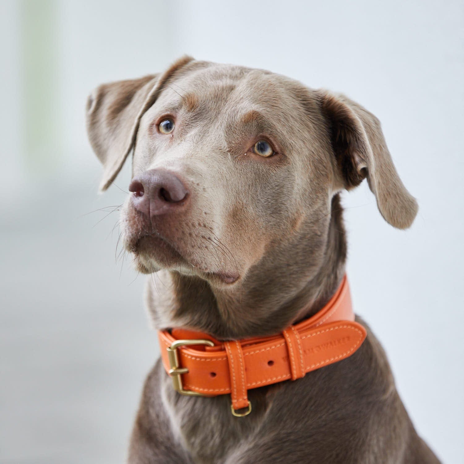 William Walker Leder Hundehalsband Amber (Orange)