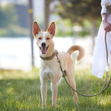 Sommerliche hochwertige Paracord- und Biothane-Hundeleine in Braun, Beige und pastellgrün - Verstellbar, robust und ideal für kleine und große Hunde.