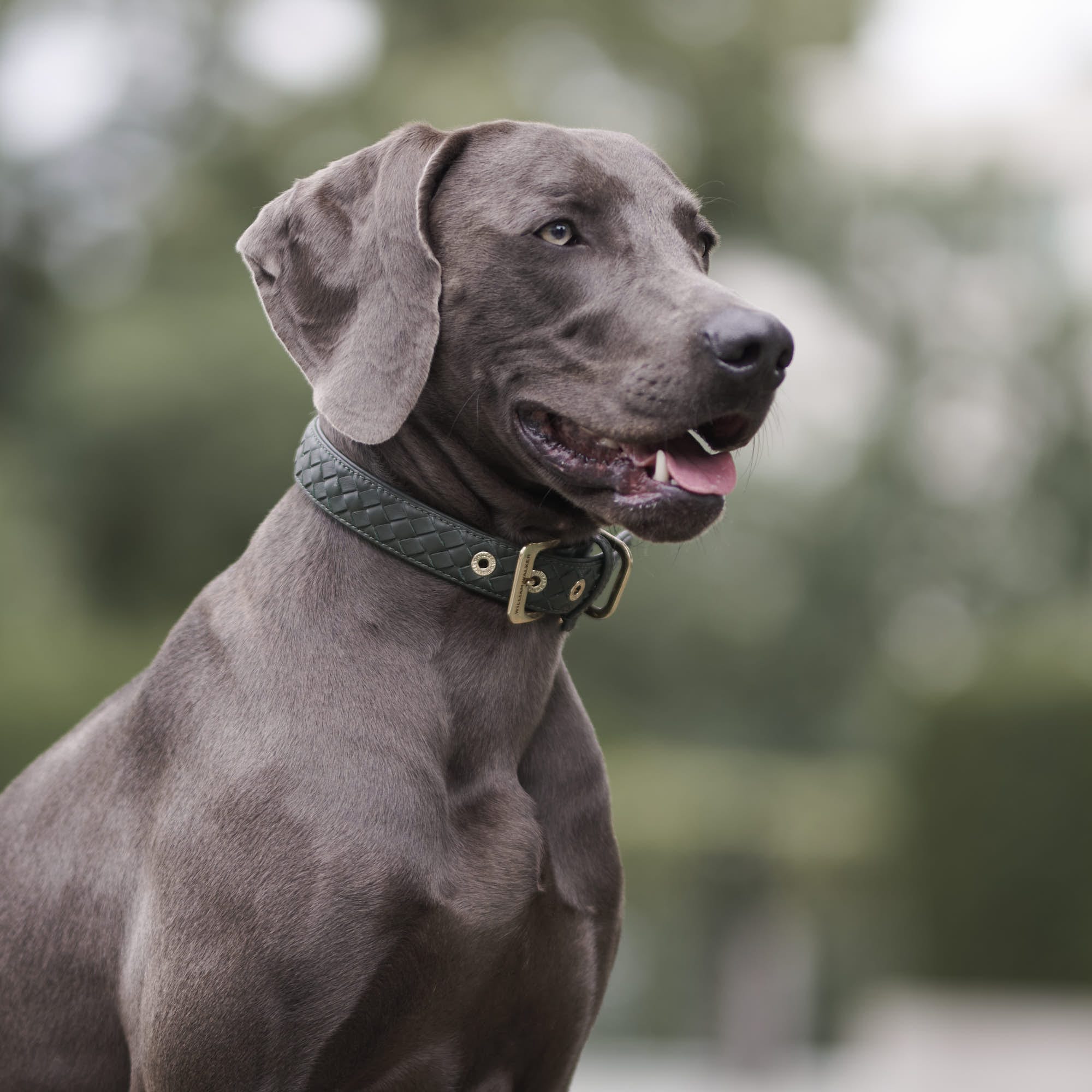 William Walker Leder Hundehalsband Prestige Forest (Waldgrün)