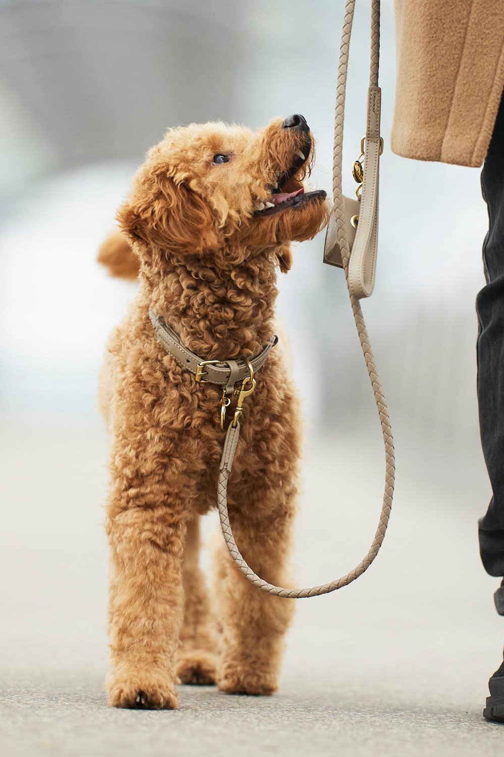 Poodle trägt Hundehalsband und Hundeleine aus Leder in beige