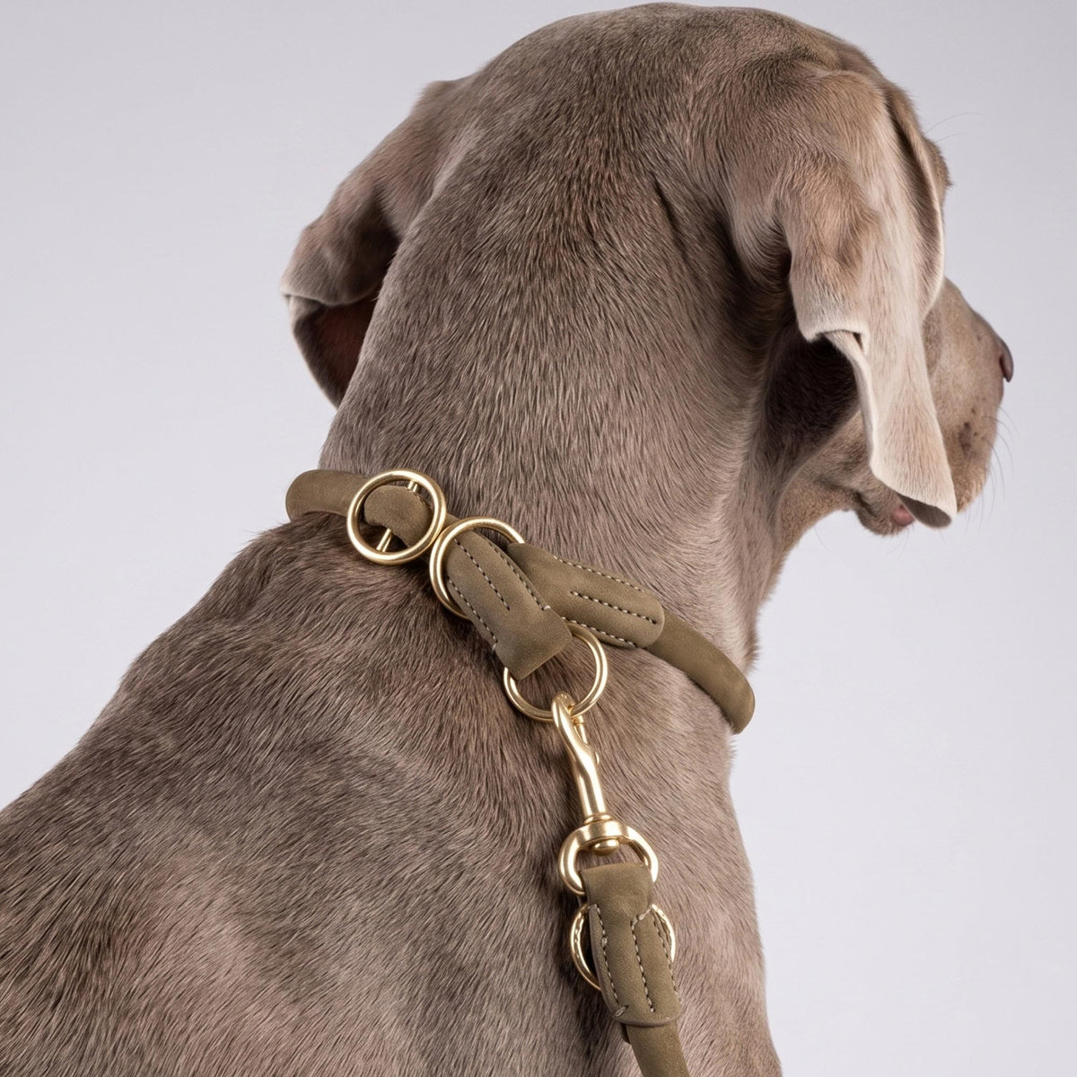 William Walker Correa redonda de cuero para perro