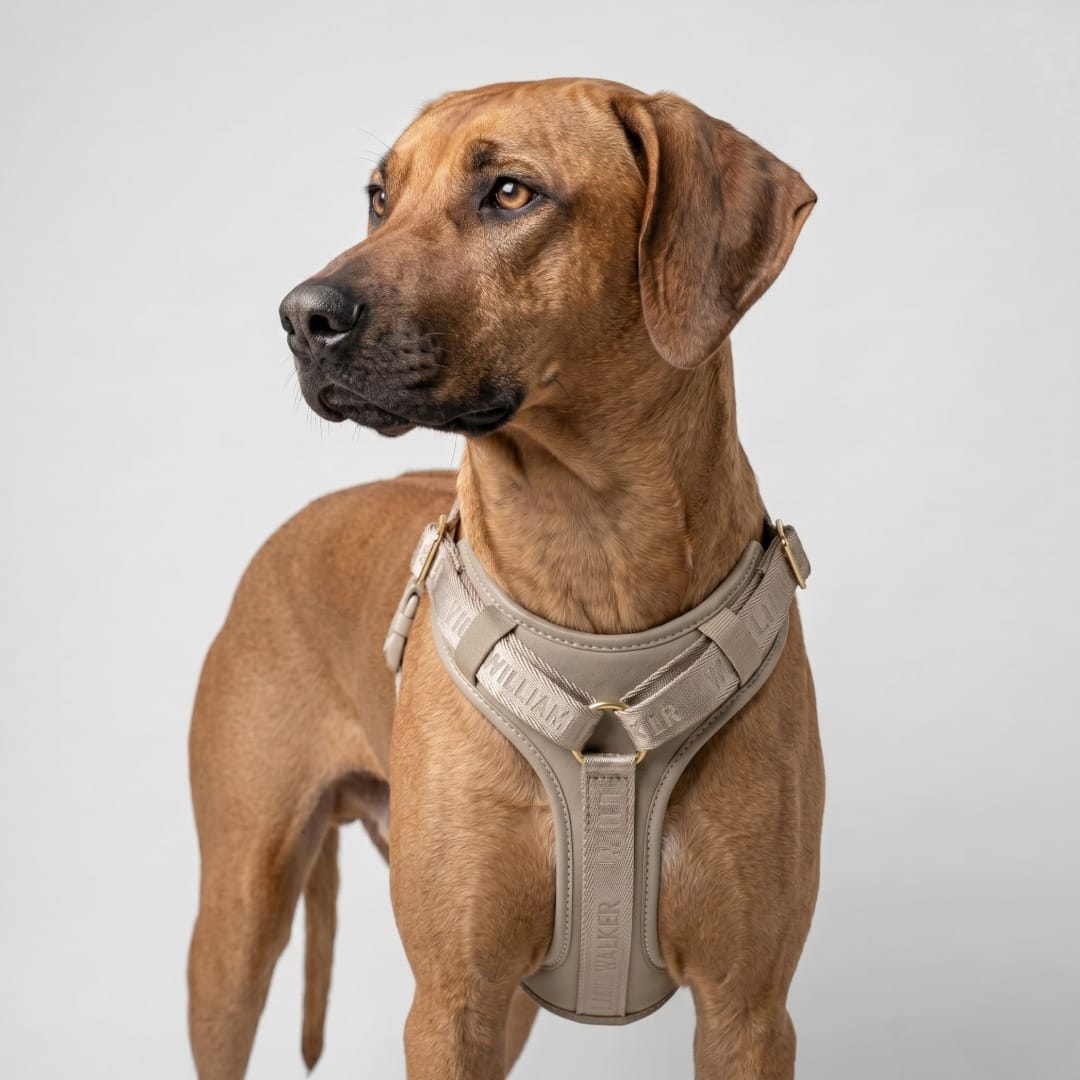 William Walker Hochwertiges Leder Y-Hundegeschirr Plain Sand (Beige) / XS