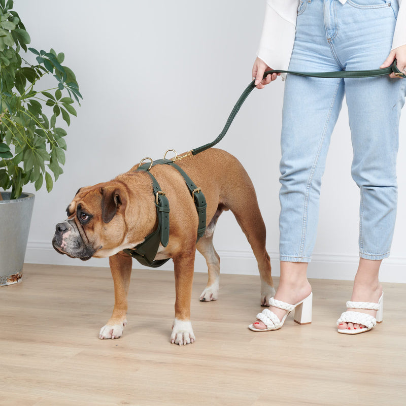Grünes Ledergeschirr für Hunde - Hochwertiges, strapazierfähiges Hundegeschirr aus echtem Leder in lebendigem Grün