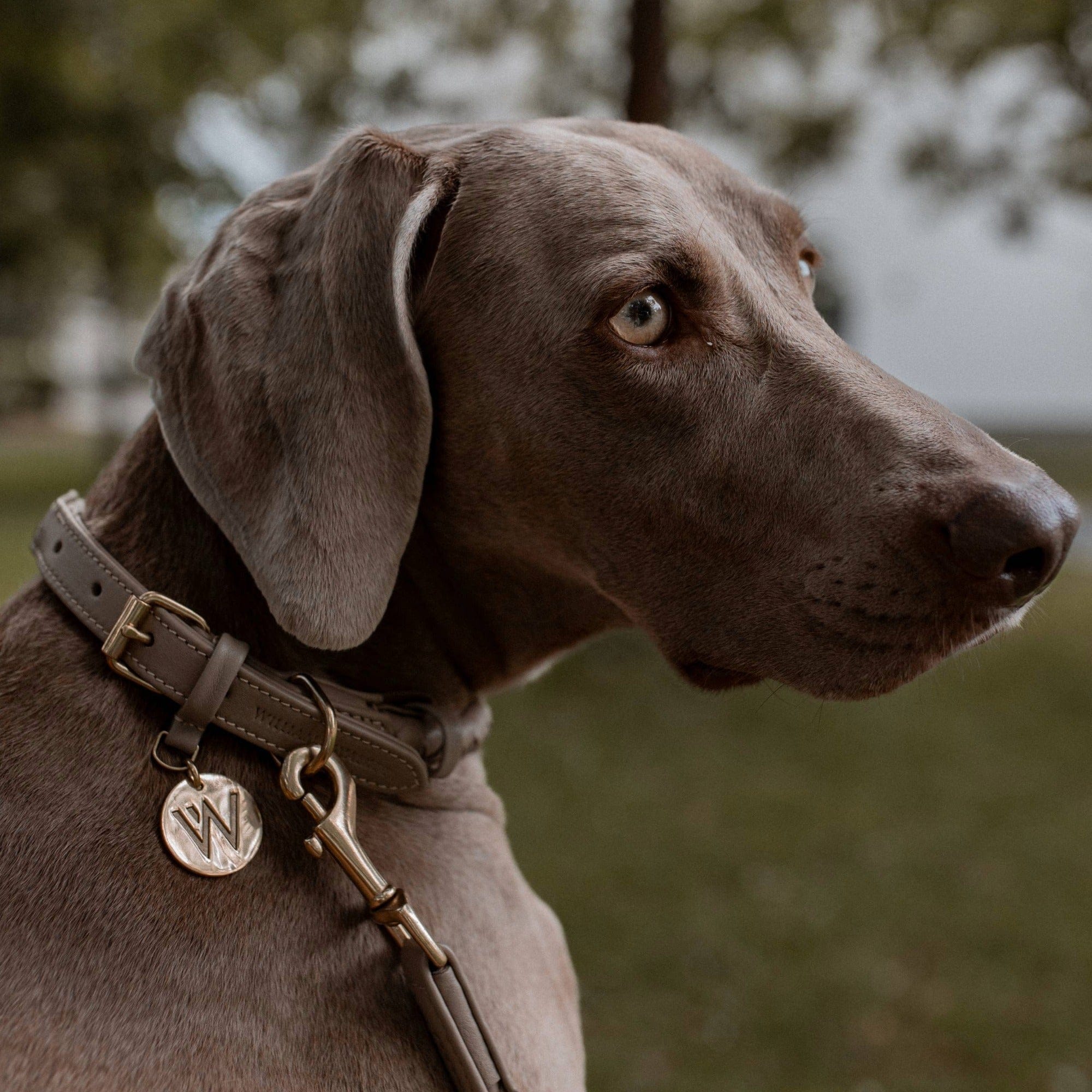 William Walker Leder Hundehalsband Twisted Sand (Beige)