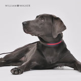 Luxury Leather Dog Leash Charles
