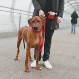 Leder Hundehalsband Chili (Rot)