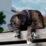 Paracord Dog Collar Royal